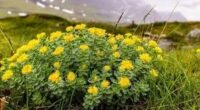 rhodiola benefits