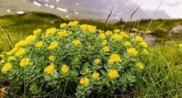 rhodiola benefits